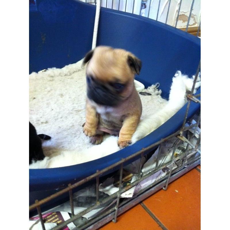 PUG PUPS
