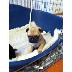 PUG PUPS