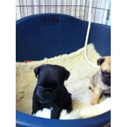 PUG PUPS