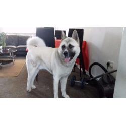 Male Japaneses Akita for sale