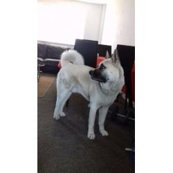 Male Japaneses Akita for sale