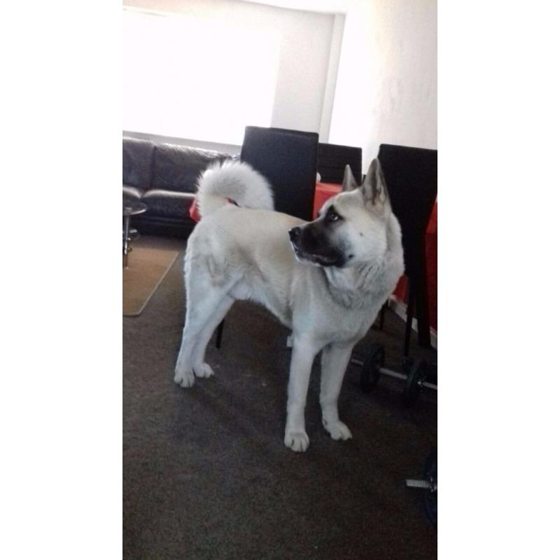 Male Japaneses Akita for sale