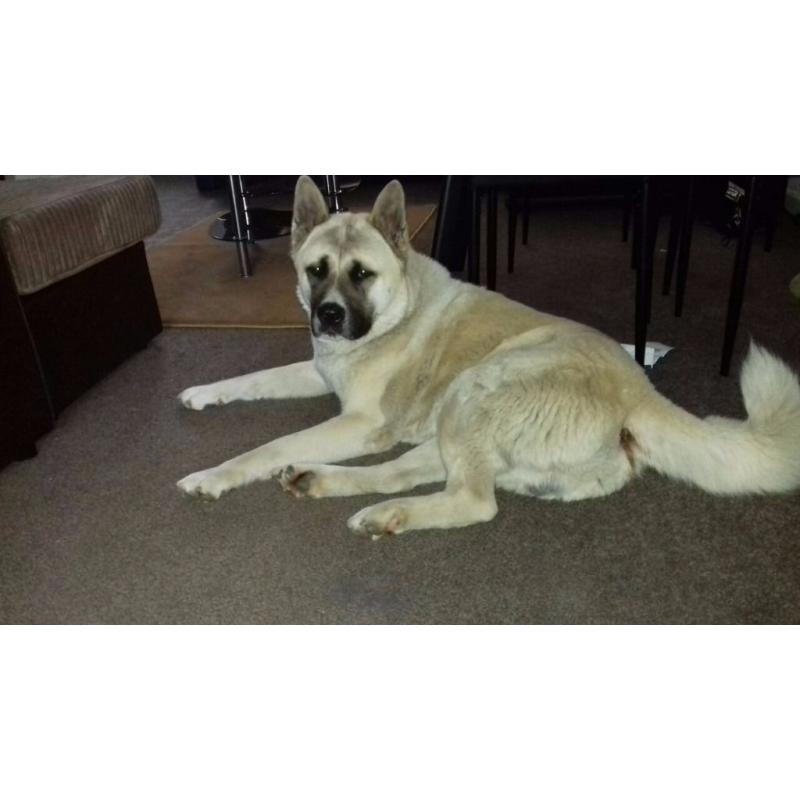 Male Japaneses Akita for sale