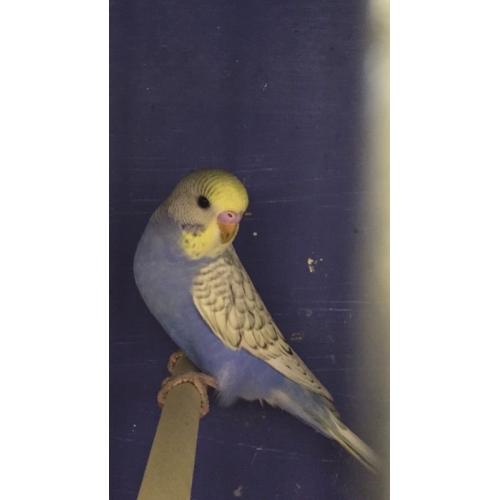 Baby budgies