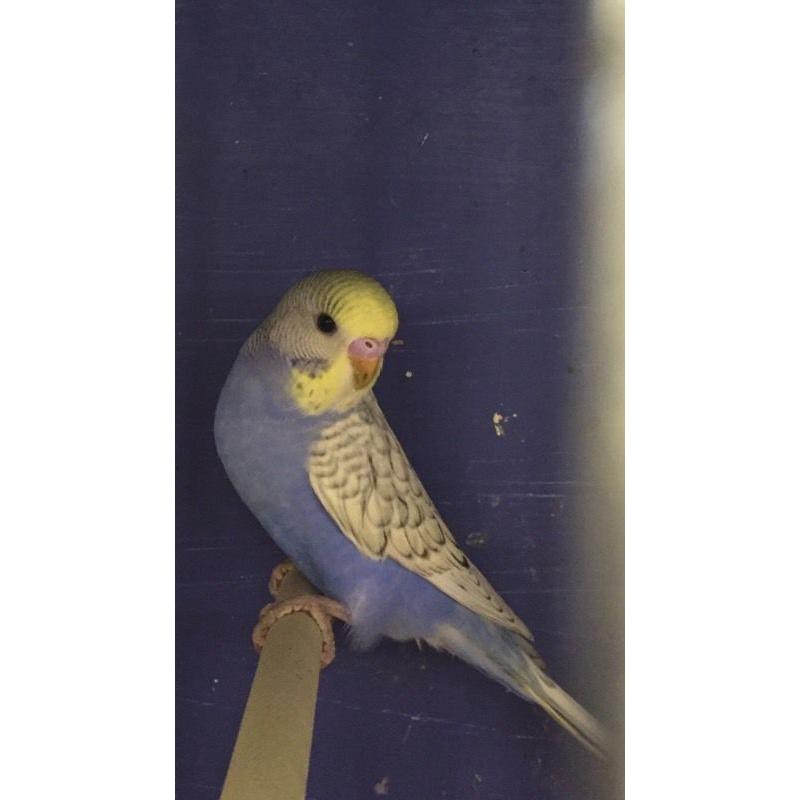 Baby budgies