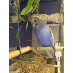 Baby budgies
