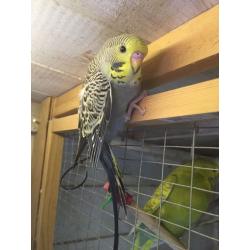Baby budgies