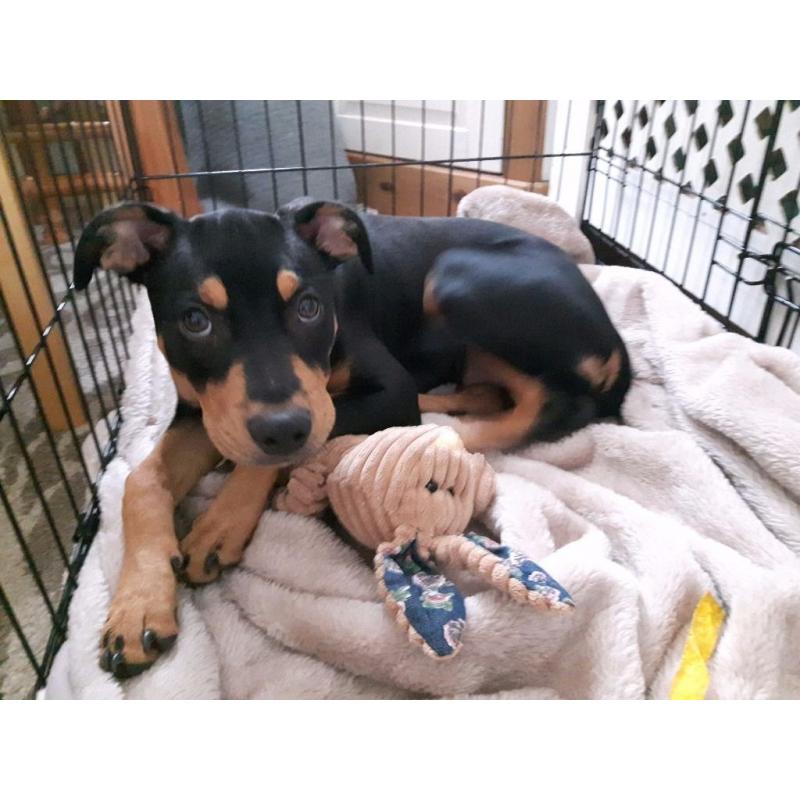 Female Staff in need of rehoming
