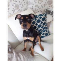Female Staff in need of rehoming