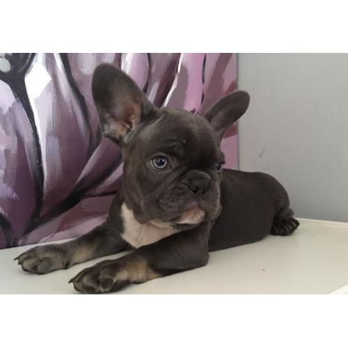 French bulldog puppies