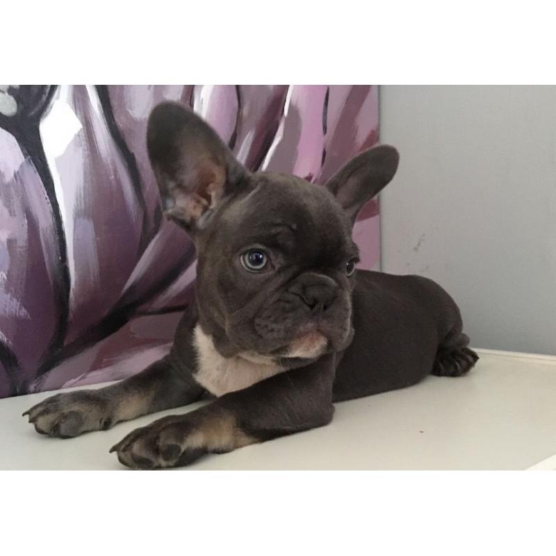 French bulldog puppies