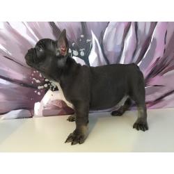 French bulldog puppies