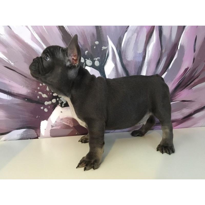 French bulldog puppies