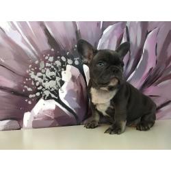 French bulldog puppies