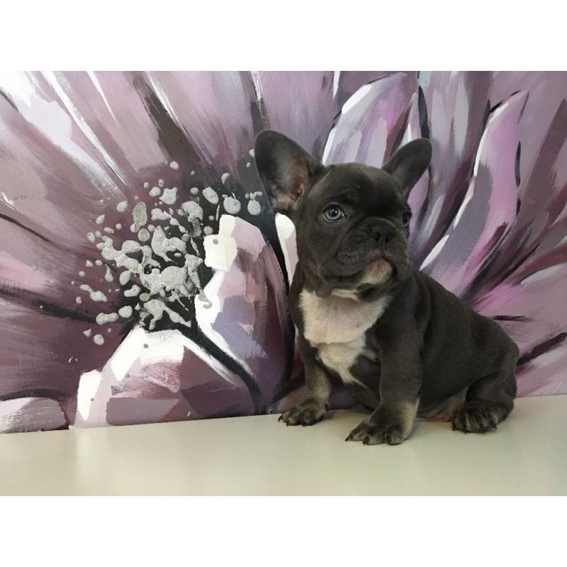 French bulldog puppies