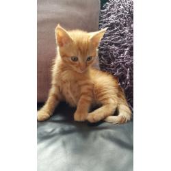 Kittens