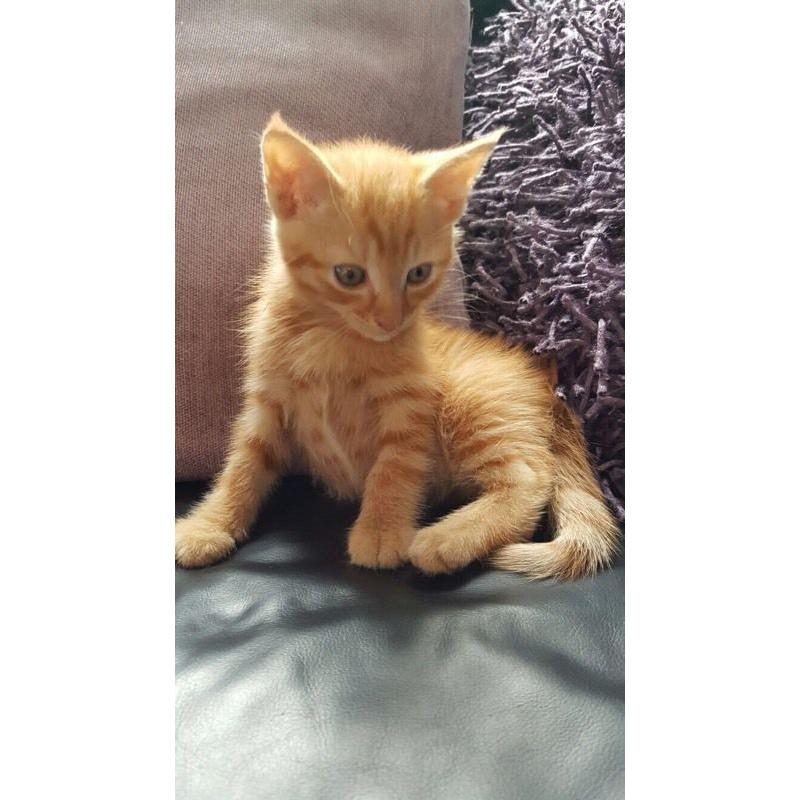Kittens
