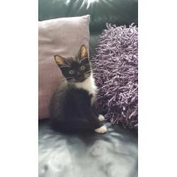 Kittens