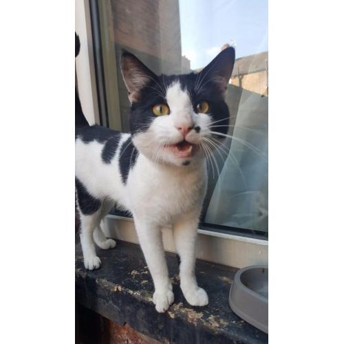 Black and white cat