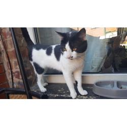 Black and white cat