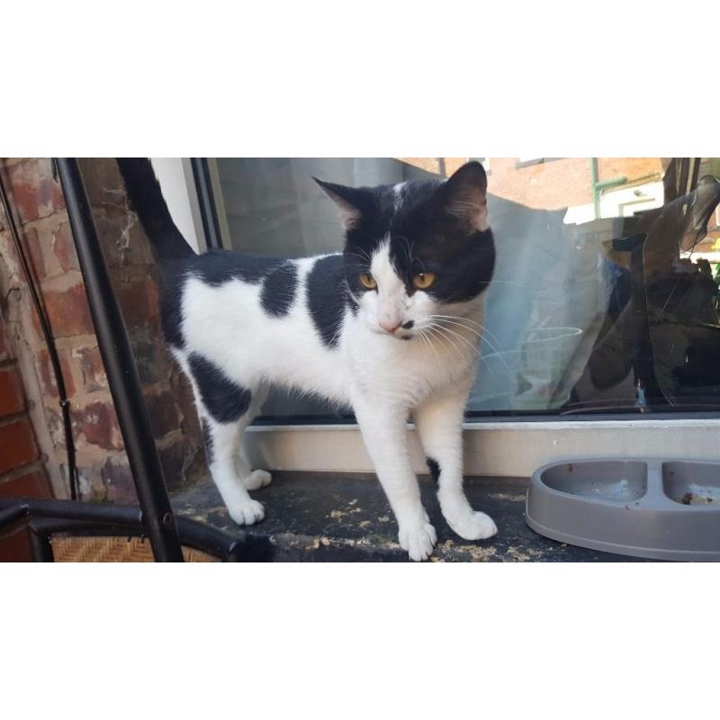 Black and white cat