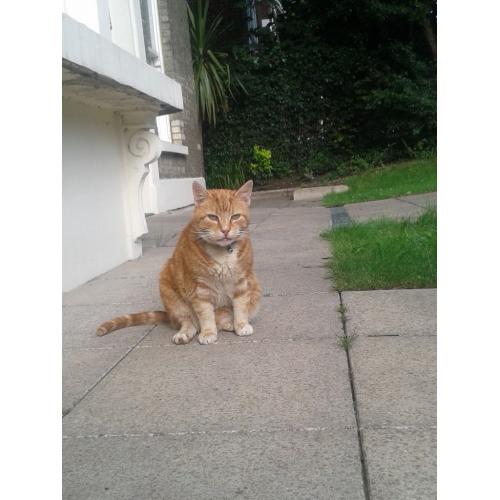 Found - Neutered ginger cat in the Stoke Newington area. Has been in the garden for 5 months.