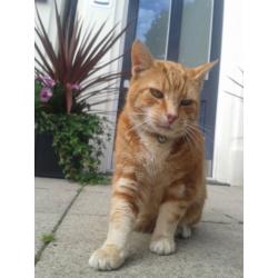 Found - Neutered ginger cat in the Stoke Newington area. Has been in the garden for 5 months.