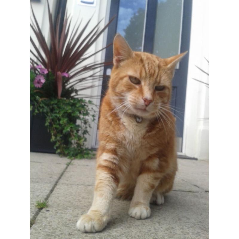 Found - Neutered ginger cat in the Stoke Newington area. Has been in the garden for 5 months.