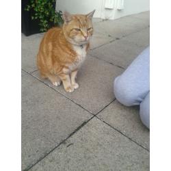 Found - Neutered ginger cat in the Stoke Newington area. Has been in the garden for 5 months.