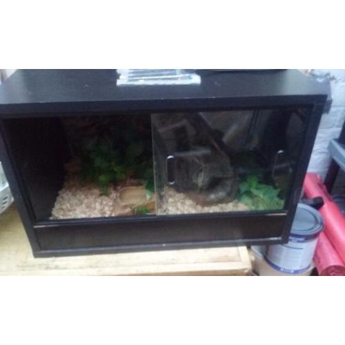 Black 2ft vivarium