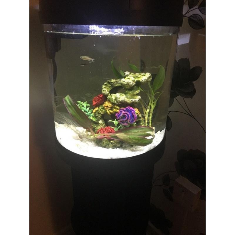 19ltr fishbox fish tank with stand