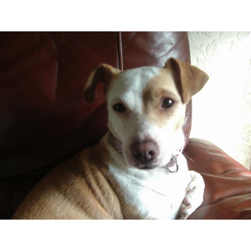 JACK RUSSELL BITCH AND DOG-BOTH NEUTERED-MUST GO TOGETHER
