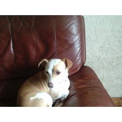 JACK RUSSELL BITCH AND DOG-BOTH NEUTERED-MUST GO TOGETHER