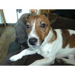 JACK RUSSELL BITCH AND DOG-BOTH NEUTERED-MUST GO TOGETHER