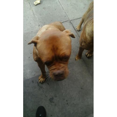female dogue de bordeaux