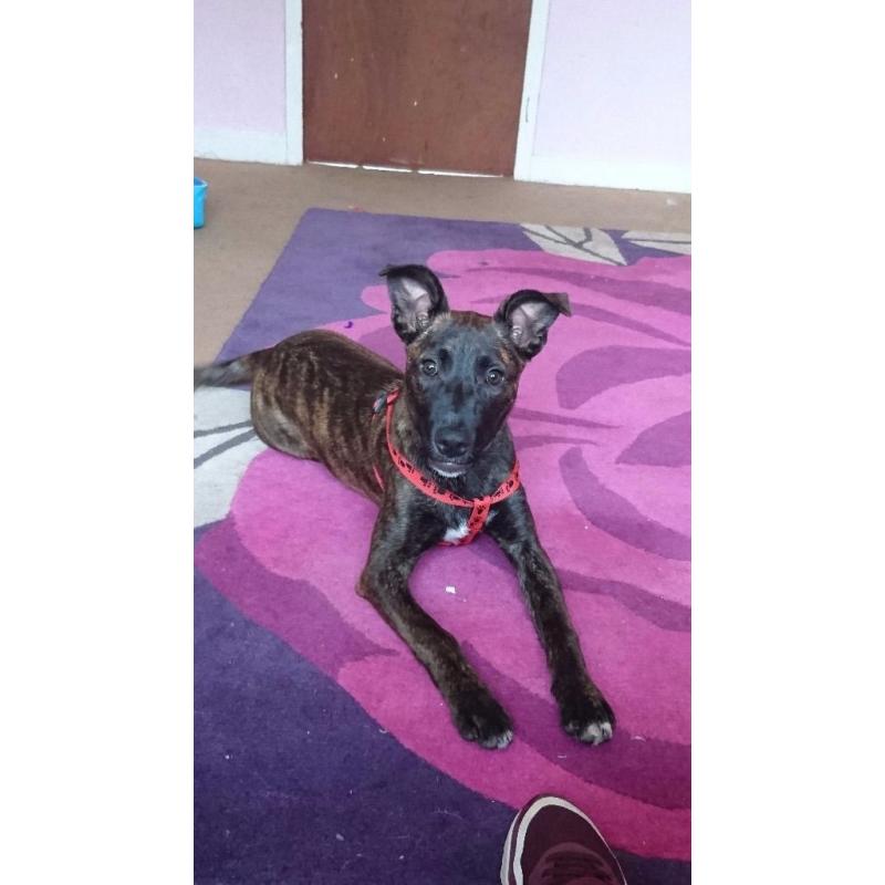 Brindle cross breed