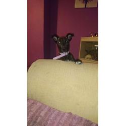 Brindle cross breed
