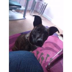 Brindle cross breed