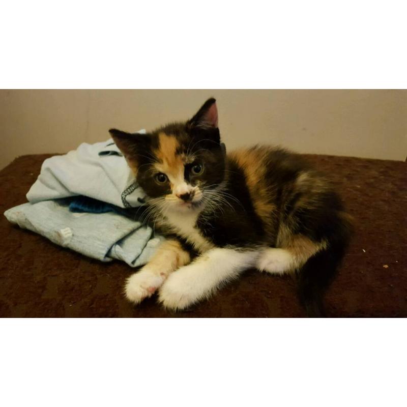 Female Kitten