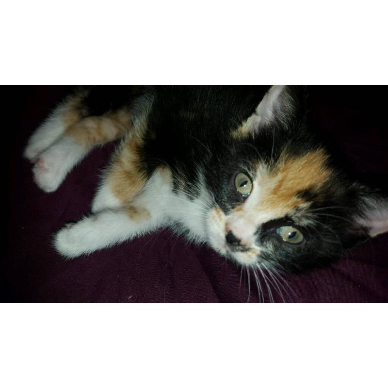 Female Kitten