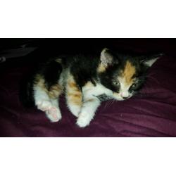 Female Kitten