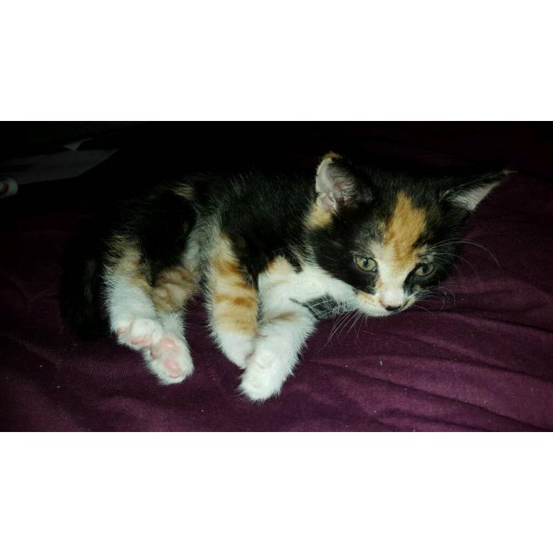 Female Kitten