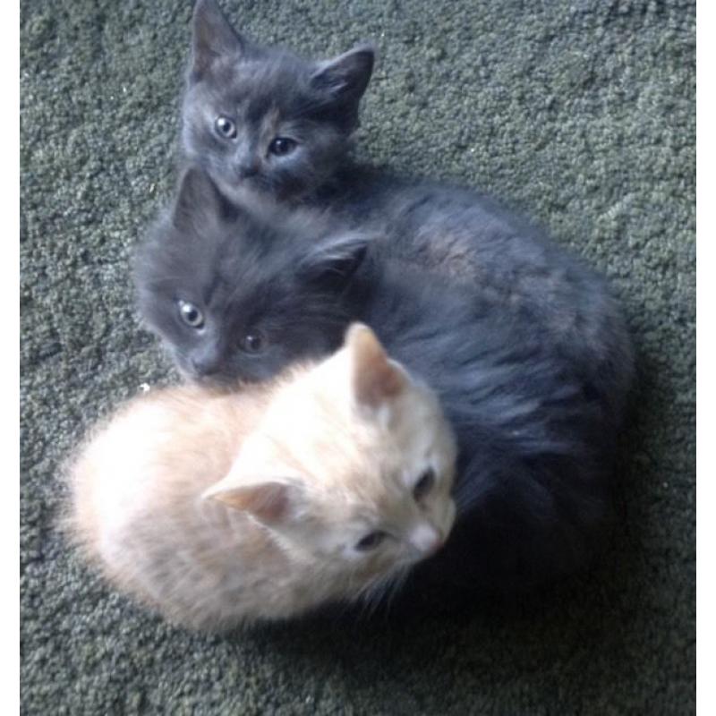 Rag Doll and Russian Blue cross kittens