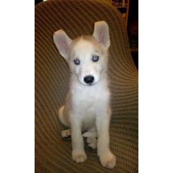 Siberian huskies for sale