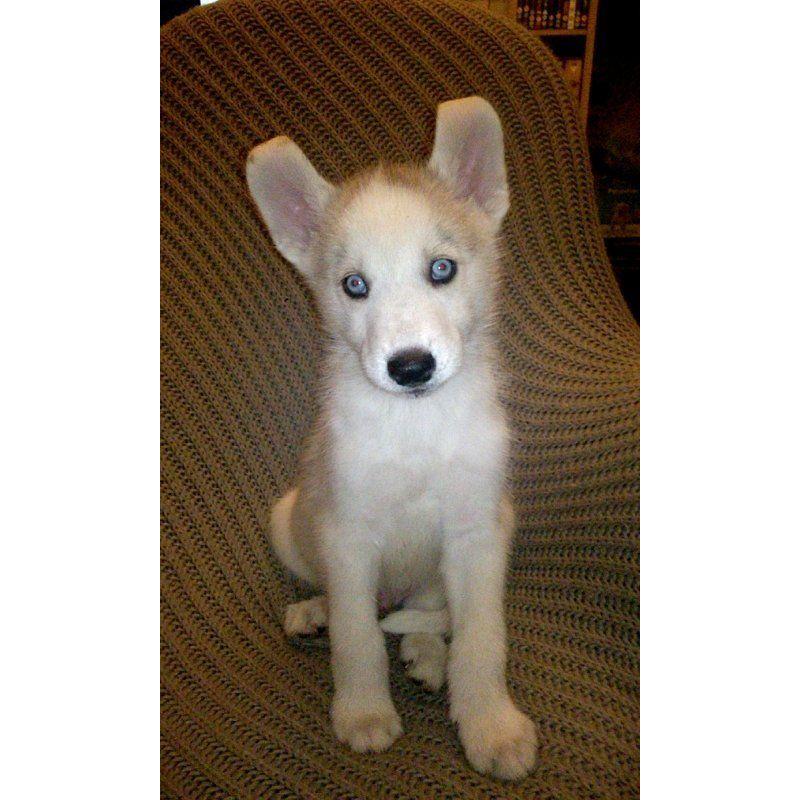 Siberian huskies for sale