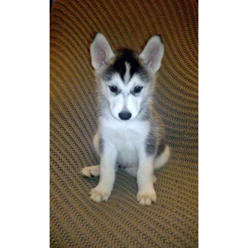 Siberian huskies for sale