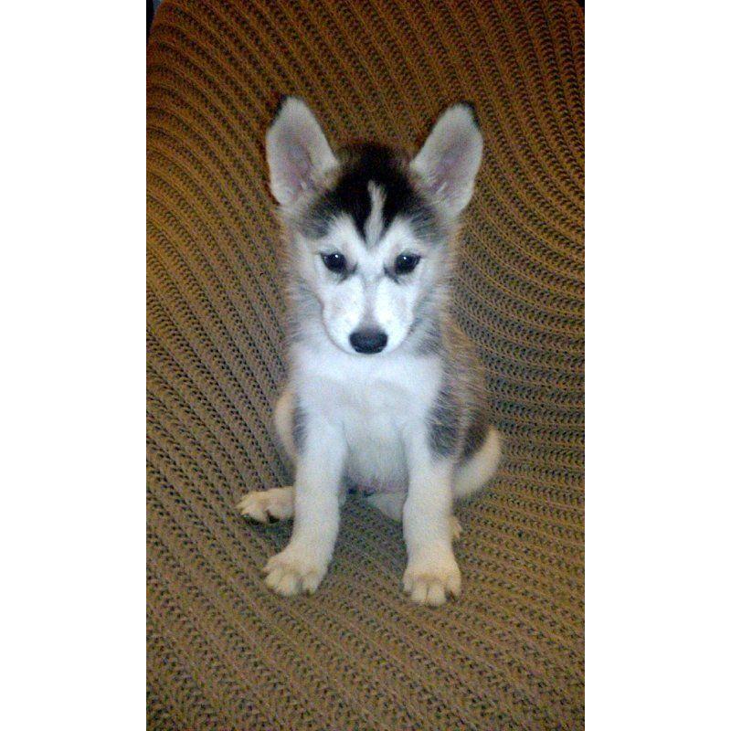 Siberian huskies for sale
