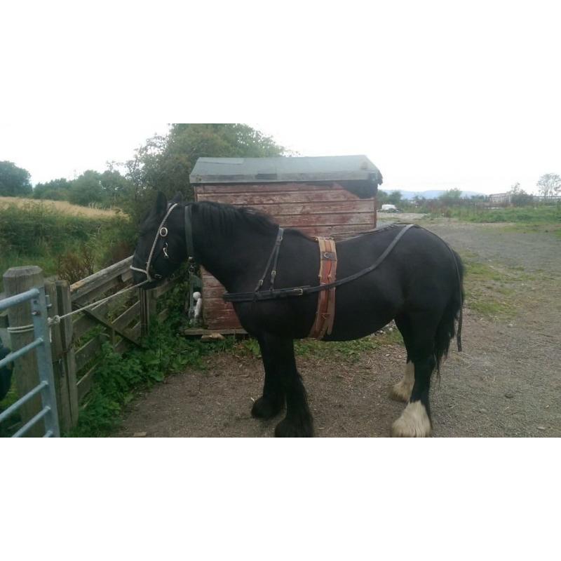 black cob mare