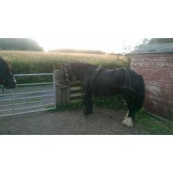 black cob mare