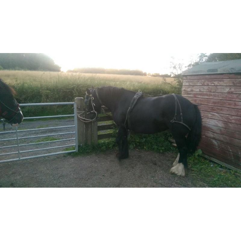 black cob mare